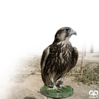 گونه لاچین Lanner Falcon